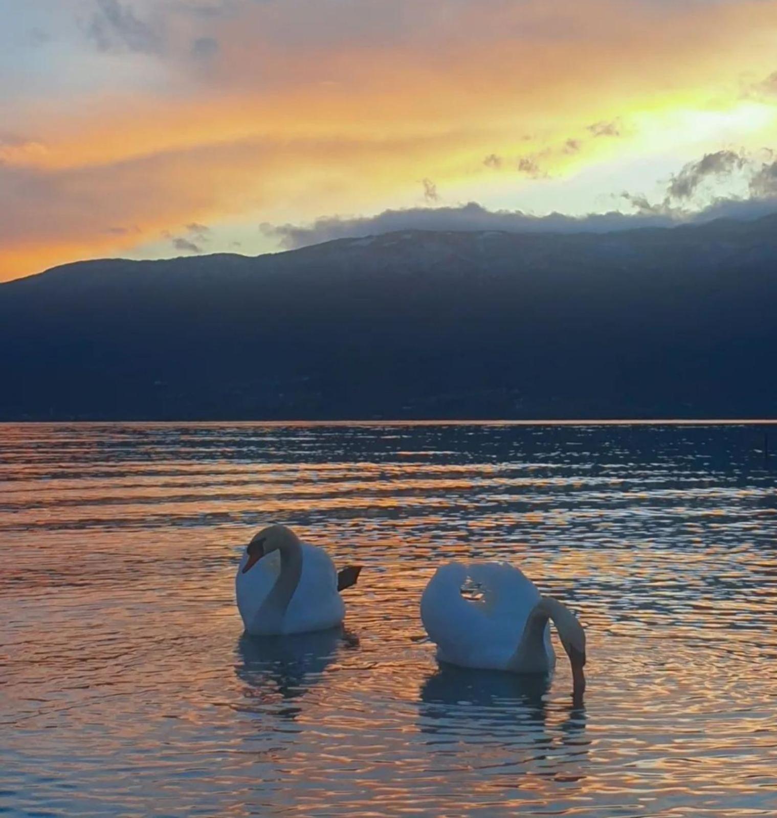 Vila Bolonja Struga Buitenkant foto